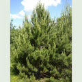 Pinus nigra nigra - Future Forests