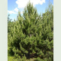 Pinus nigra austriaca - Austrian Pine Bareroot | 1-2ft