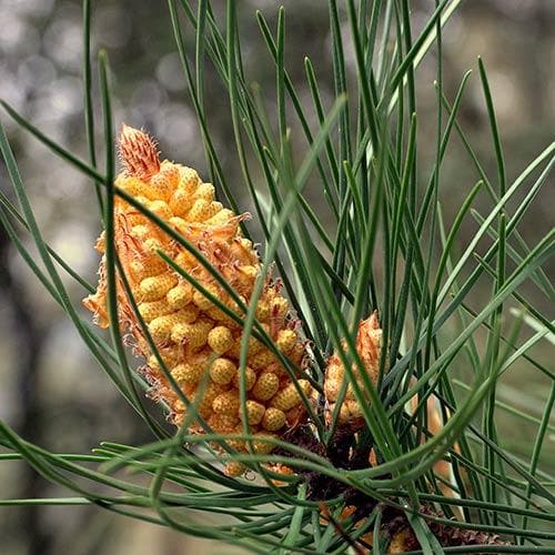 Pinus pinaster