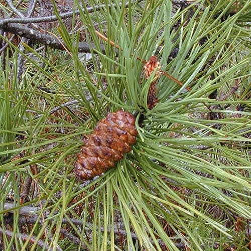 Pinus pinaster