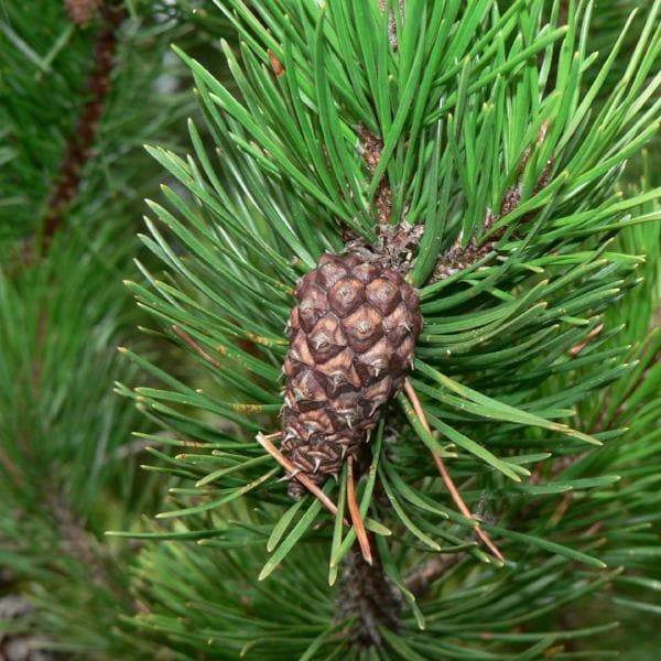 Pinus contorta - Lodgepole Pine