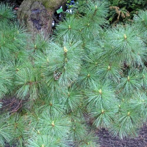 Pinus peuce - Macedonian Pine - Future Forests