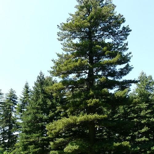 Pinus peuce - Macedonian Pine - Future Forests