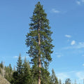 Pinus ponderosa - Western Yellow Pine - Future Forests