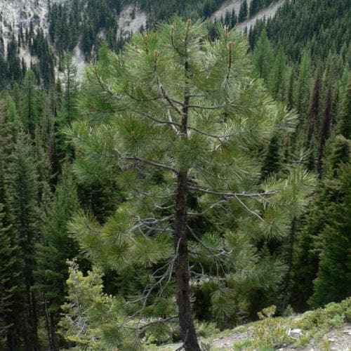 Pinus ponderosa - Western Yellow Pine - Future Forests