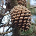 Pinus radiata - Monterey Pine 9cm Pot (young 1ft plant)