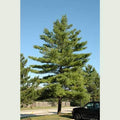 Pinus strobus - Weymouth pine - Future Forests