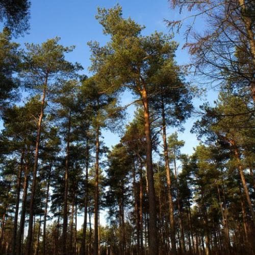 Pinus sylvestris - Scots Pine Bareroot | 0.75-1ft / Certified Irish Seed