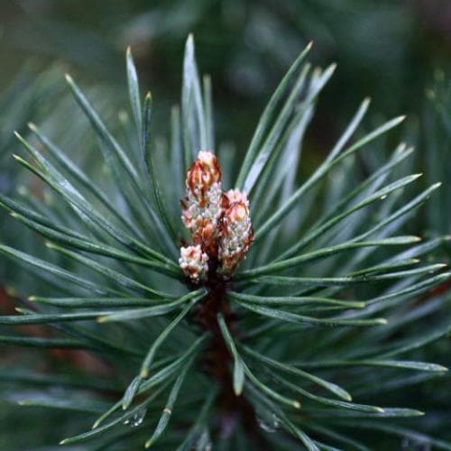 Pinus sylvestris - Scots Pine - Future Forests