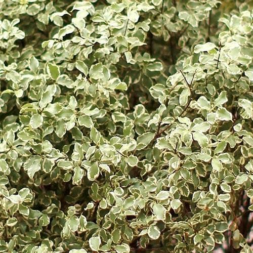 Pittosporum tenuifolium Silver Queen