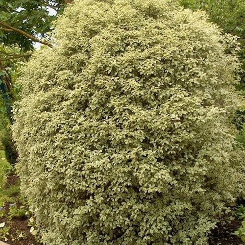 Pittosporum tenuifolium Silver Queen