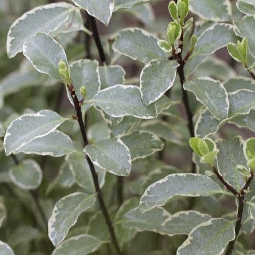 Pittosporum tenuifolium Silver Queen