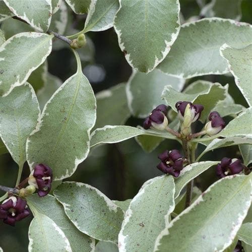 Pittosporum tenuifolium Silver Queen