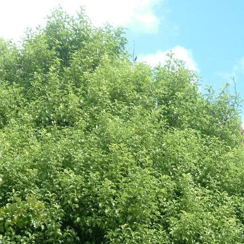 Pittosporum tenuifolium - Future Forests