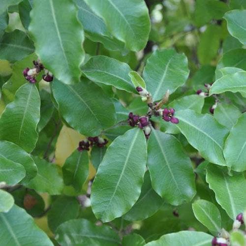 Pittosporum tenuifolium - Future Forests