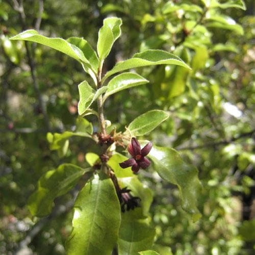 Pittosporum tenuifolium - Future Forests