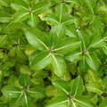 Pittosporum tenuifolium Gold Star - Future Forests