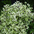 Pittosporum tenuifolium Irene Paterson