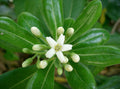 Pittosporum tobira