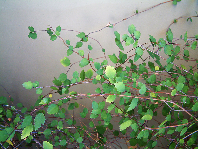 Plagianthus regius