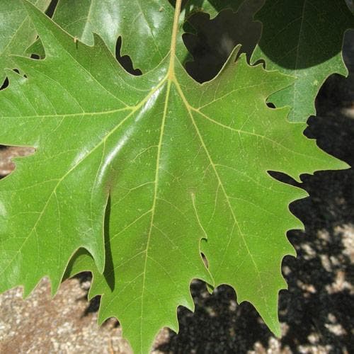 Platanus x acerifolia - London Plane - Future Forests