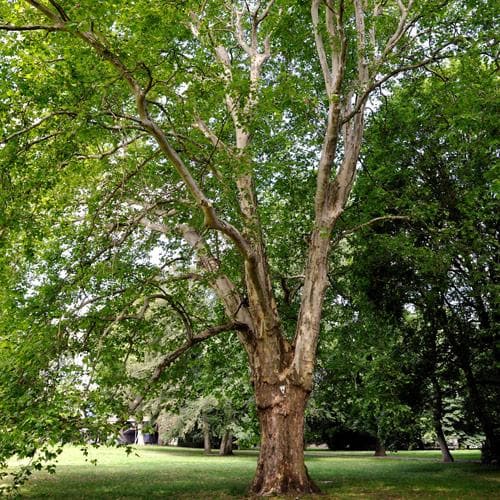 Platanus x acerifolia - London Plane - Future Forests