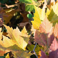 Platanus orientalis Mirkovec - Future Forests