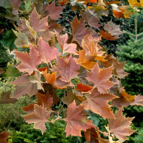Platanus orientalis Mirkovec - Future Forests