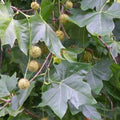 Platanus x acerifolia - London Plane Bareroot | 2-3ft