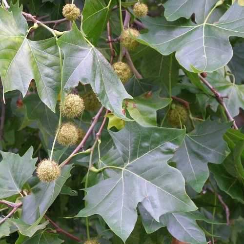 Platanus x acerifolia - London Plane - Future Forests