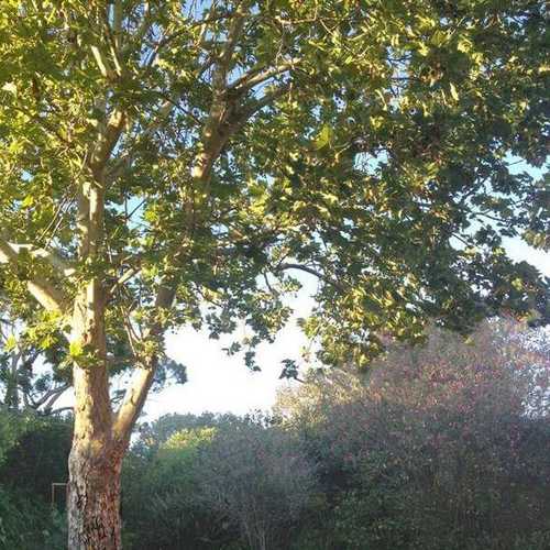 Platanus x acerifolia - London Plane - Future Forests