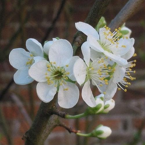 Plum Opal - Future Forests