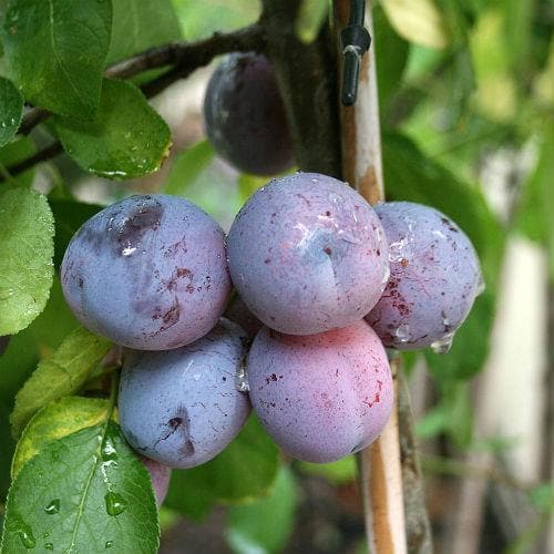 Plum Rivers' Early Prolific - Future Forests