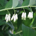 Polygonatum multiflorum