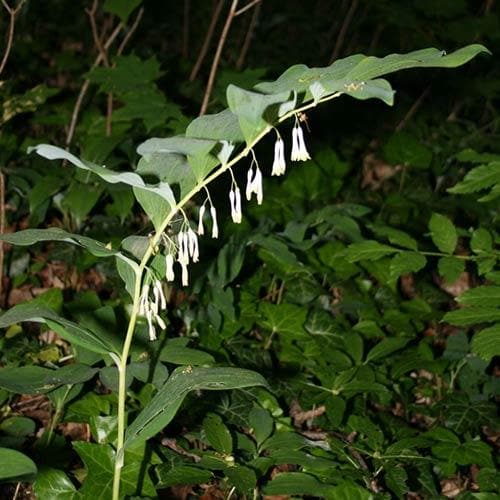 Polygonatum multiflorum