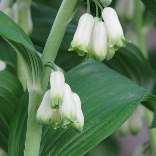 Polygonatum multiflorum