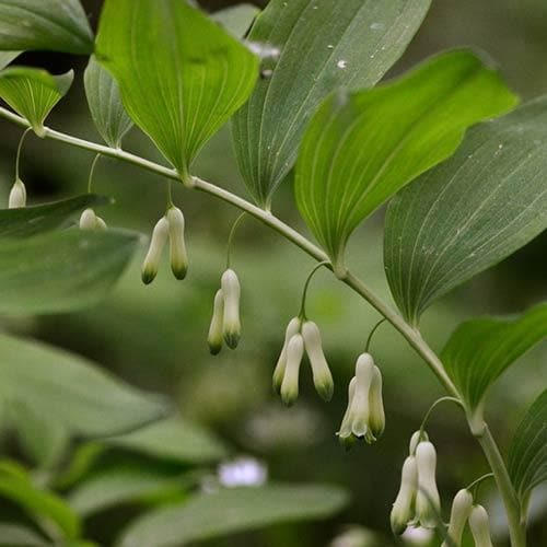 Polygonatum multiflorum