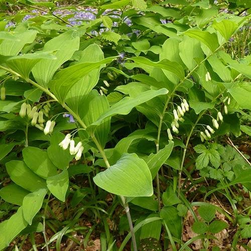 Polygonatum multiflorum