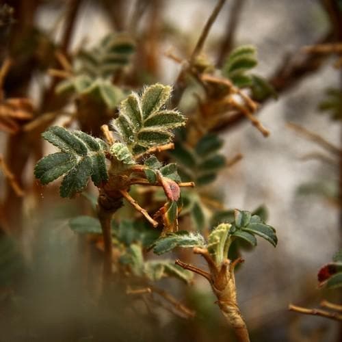 Polylepis australis - Future Forests