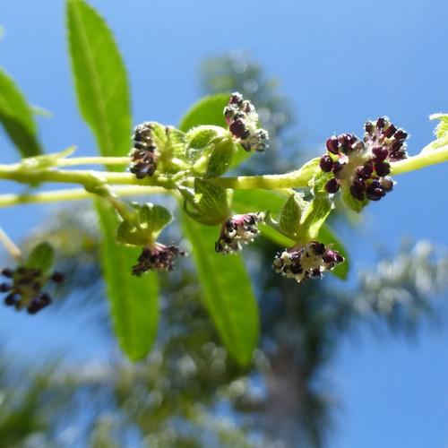 Polylepis australis - Future Forests