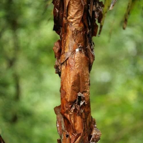 Polylepis australis - Future Forests