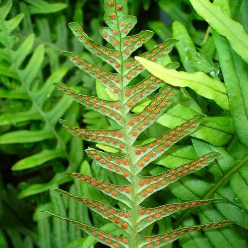 Polypodium vulgare