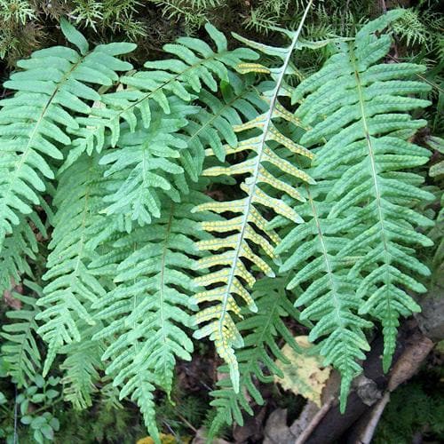 Polypodium vulgare