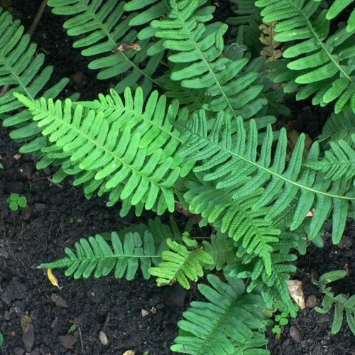 Polypodium vulgare