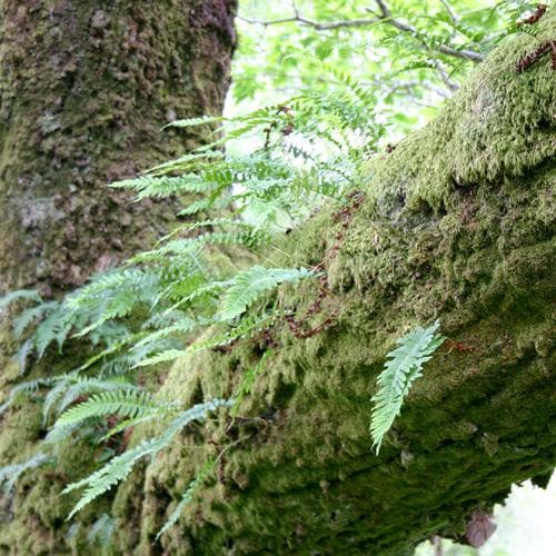 Polypodium vulgare