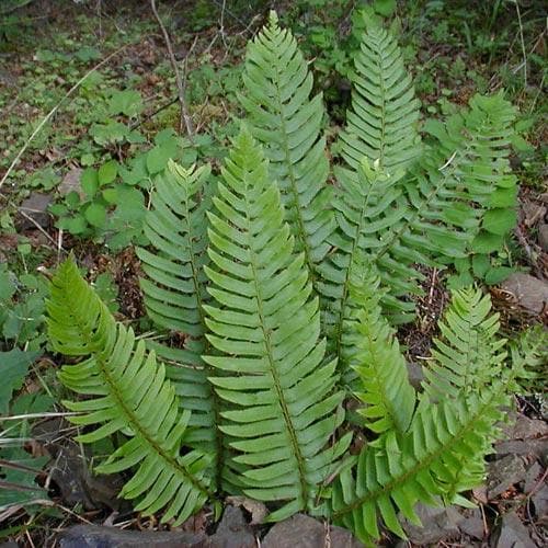 Polystichum munitum