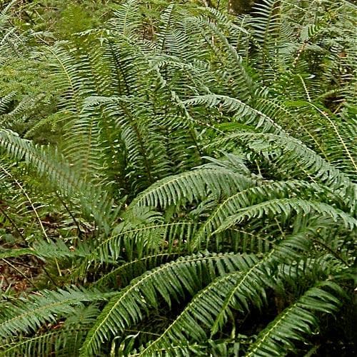 Polystichum munitum