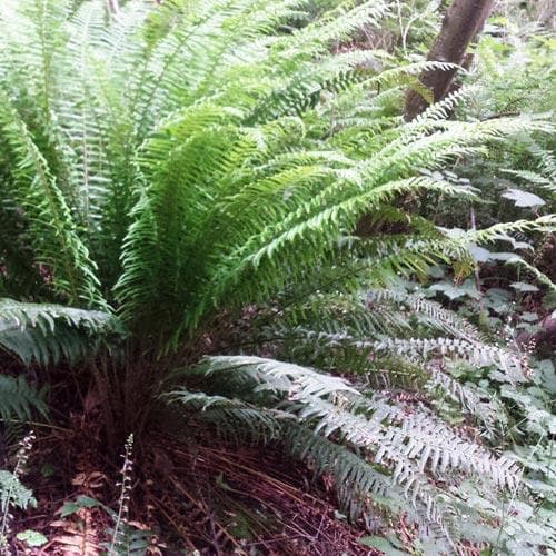 Polystichum munitum