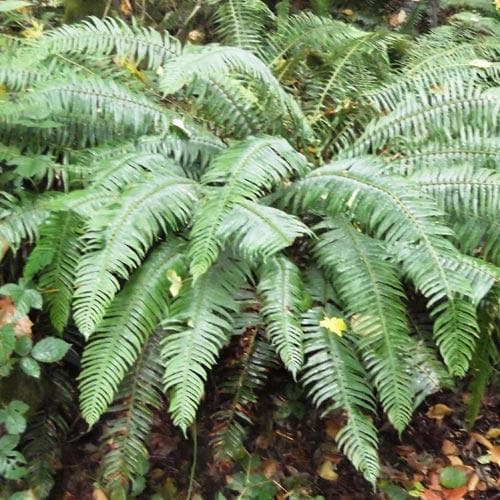 Polystichum munitum