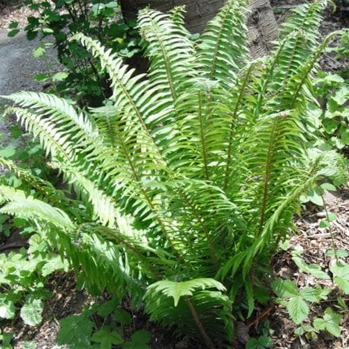 Polystichum munitum